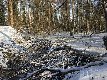 Snow covered bare trees on field