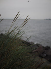 Close-up of grass on beach against sky