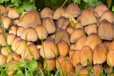 Close-up of mushrooms growing on wood