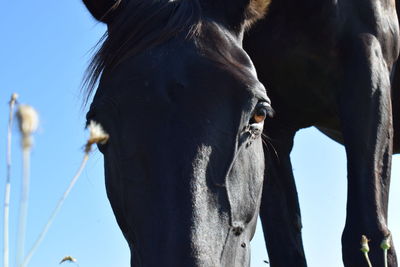 Close-up of horse in ranch