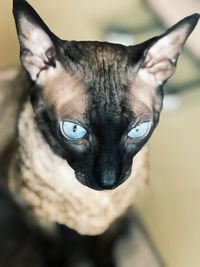 Close-up portrait of cat at home