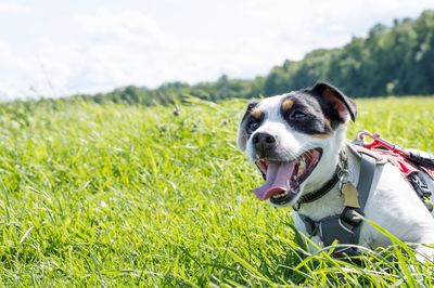 Close-up of dog on field