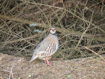 Side view of a bird perching on field