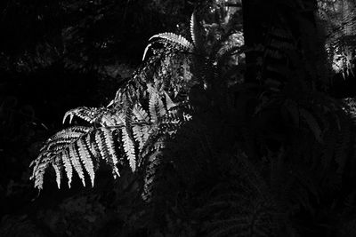 Low angle view of trees in forest