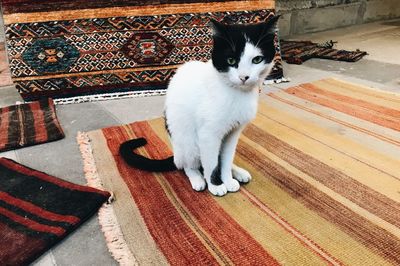 Portrait of cat sitting on carpet at home