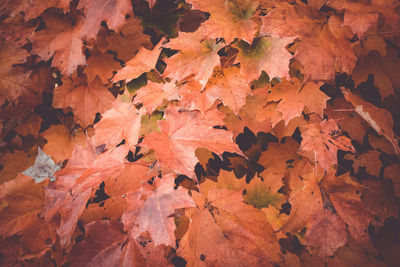 Detail shot of autumnal leaves