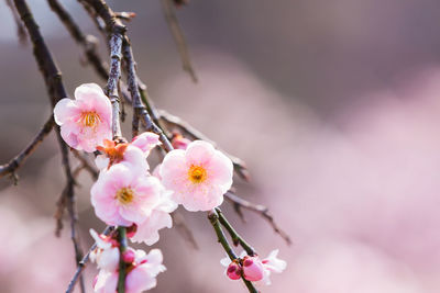 Pink flower ume japanese apricot blossoms on beautiful background. close up.