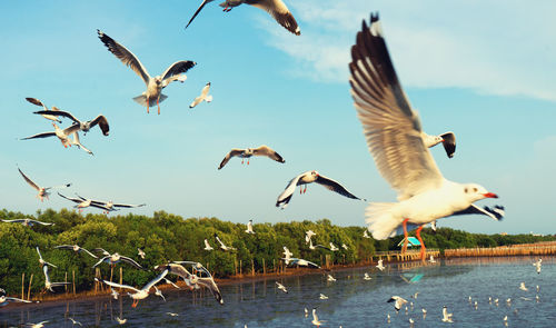 Seagulls flying over lake against sky