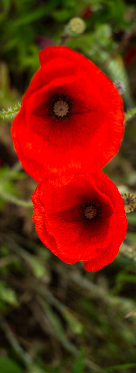 CLOSE-UP OF RED POPPY FLOWER ON PLANT