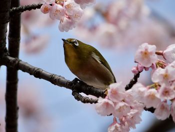 spring