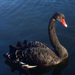 Close-up of swan swimming in lake