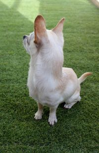 Portrait of dog on grassy field