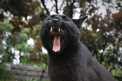 Close-up of cat yawning