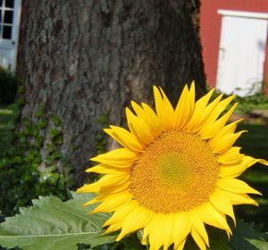 Close-up of fresh yellow flower blooming in park