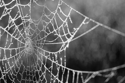 Close-up of spider web