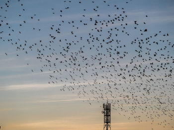 Low angle view of silhouette birds flying against sky