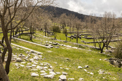 Bare trees on field against sky