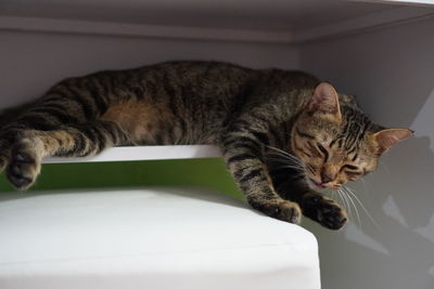 Close-up of a cat sleeping