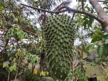 Low angle view of cactus growing on tree