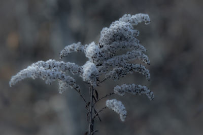 Close-up of frozen plant