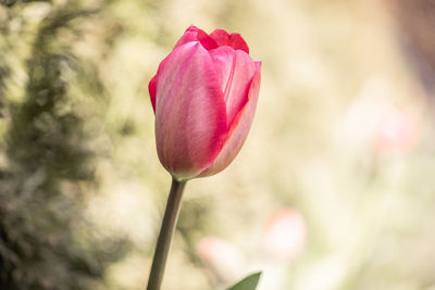 Close-up of pink tulip