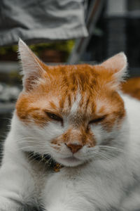animal