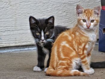 Portrait of cats sitting