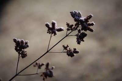 Close-up of plant