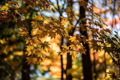Close-up of yellow maple leaves on tree