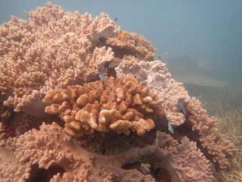 Close-up of dead fish in sea