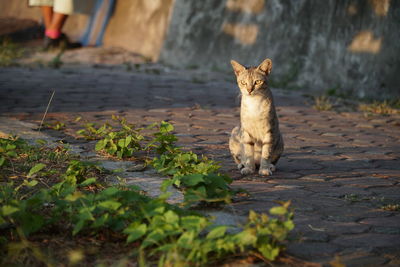 Portrait of cat sitting outdoors