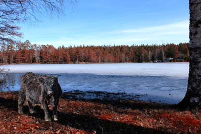 Frozen lake with cattle in foreground
at sunset