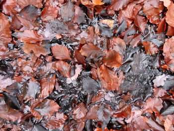 Full frame shot of autumnal leaves