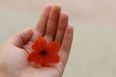 Close-up of hand holding orange flower