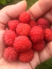Cropped hand with raspberries