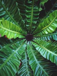 Full frame shot of fresh green leaf