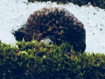 Close-up of turtle on stone wall