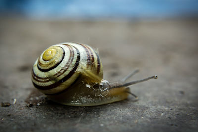 Close-up of snail