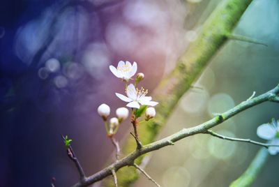 Close-up of flowers against blurred background