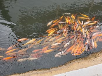 High angle view of koi carps swimming in lake