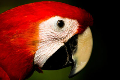 Close-up of a bird