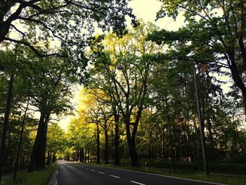 Road along trees