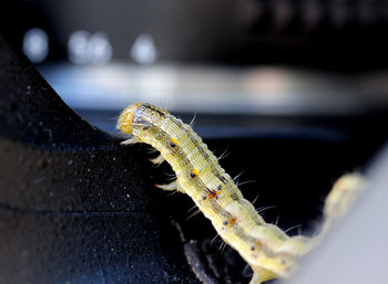 Close-up of caterpillar on water