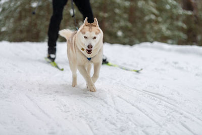 Portrait of dog running on snow