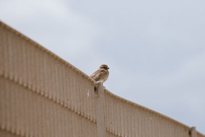 Low angle view of bird perching on roof