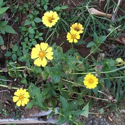 Close-up of yellow flowers