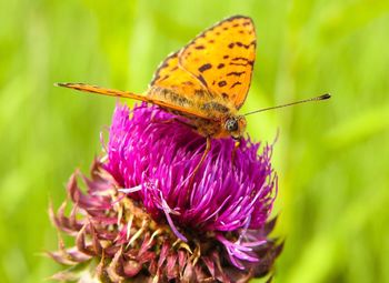 Close-up of butterfly pollinating on purple flower