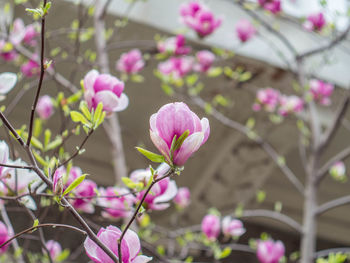 Close-up of pink flowers blooming outdoors
