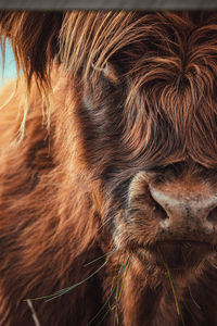 Close-up of a bull