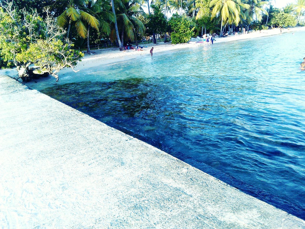 tree, water, travel, park - man made space, day, nature, tranquil scene, growth, outdoors, vacations, tranquility, tourism, scenics, beauty in nature, the way forward